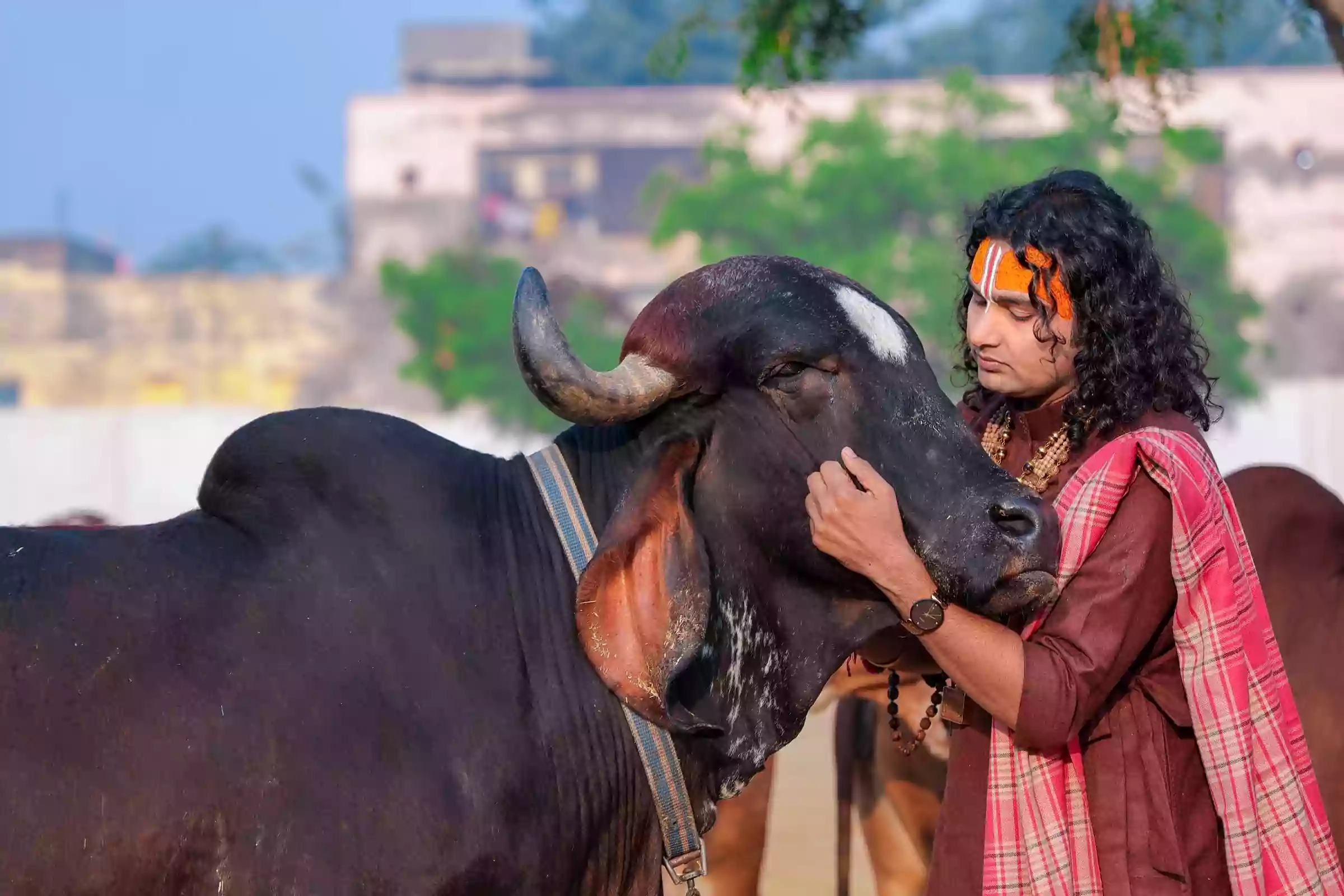 गौ सेवा1